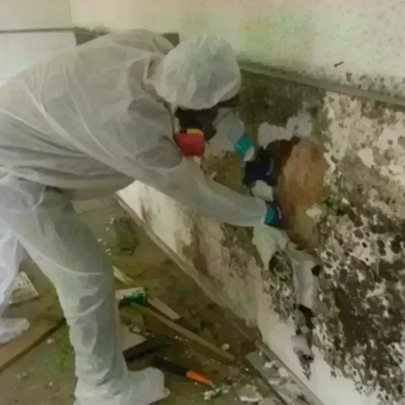 Mold Remediation and Removal in Greenfield, OH